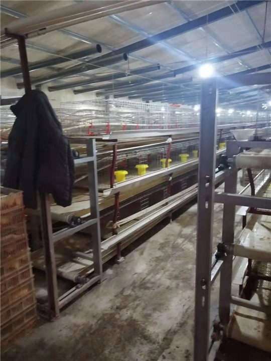 蛋鸡大批量出售 