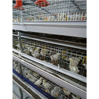 康兴肉鸡养殖 