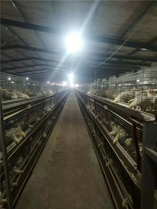 大量鸡苗养殖出售 