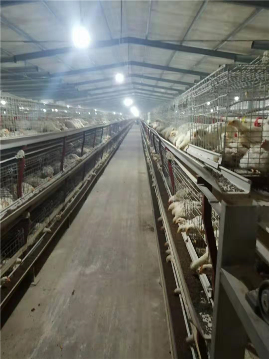 康兴肉鸡养殖 