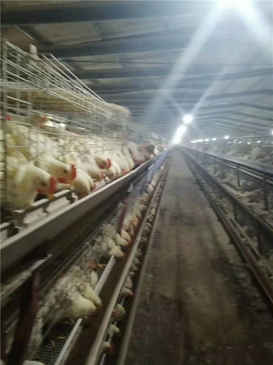 河北禽业养殖 