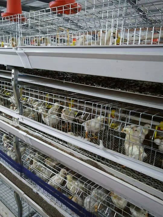 康兴肉鸡养殖 