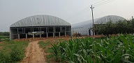河北石家庄鸿鹄肉鸡饲养场 