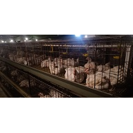深州市鸿鹄肉鸡饲养 