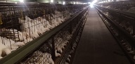 鸿鹄禽业养殖场 