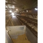 肉鸡品质保证供应 