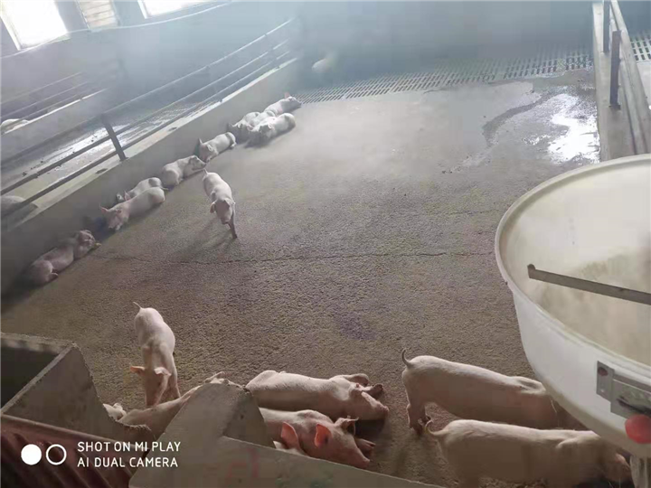 河北省品牌生猪 