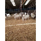 肉羊价格** 