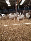 肉羊价格** 