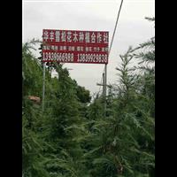 强降雨后雪松的保护措施|河南