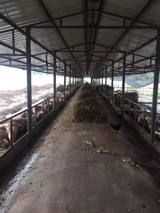 犇茂肉牛养殖销售 