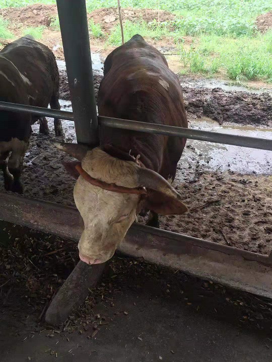 河北犇茂肉牛养殖销售 
