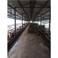 犇茂肉牛养殖销售 