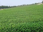 花生种植基地 