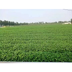 福祥农民专业种植 