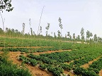 福祥玉米种植 