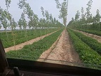 大批量玉米种植销售 