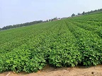 福祥农作物种植经营 