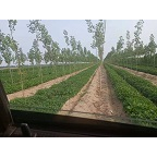 大批量玉米种植销售 