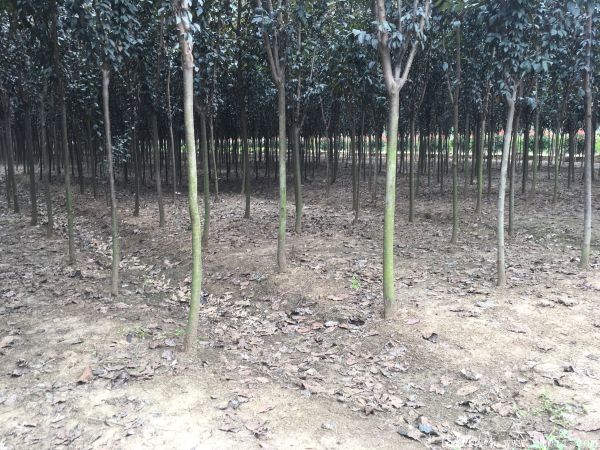 江苏8公分的紫叶李2万棵大量出售