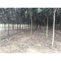 云南8公分紫叶李