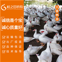 番鸭苗批发 