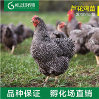 芦花鸡苗批发