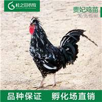 贵妃鸡苗批发