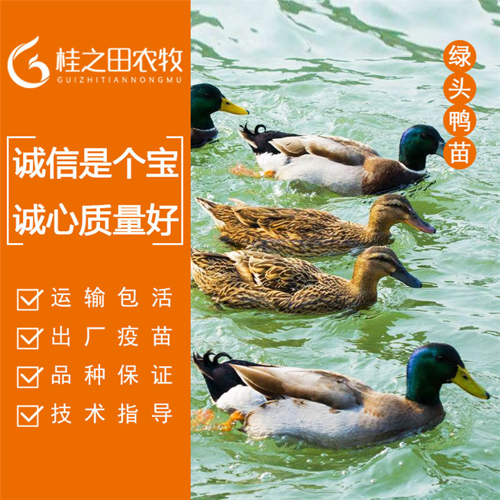 麻鸭苗批发 