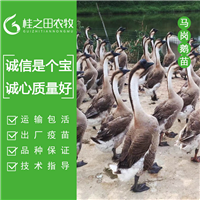 马岗鹅苗批发 