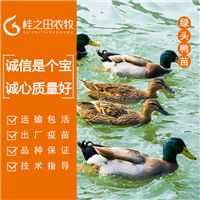 麻鸭苗批发 