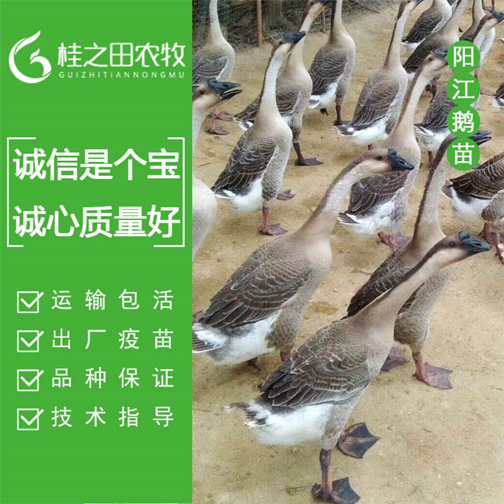 阳江鹅苗批发 