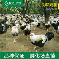 彩凤鸡苗批发
