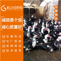 花番鸭苗批发 