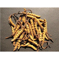 昆山虫草回收 