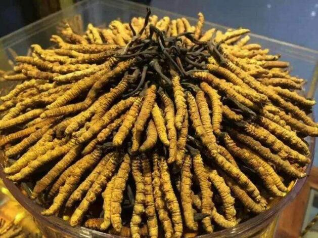 太仓虫草回收 