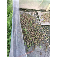 青蛙苗价格多少钱一斤_免费上门指导养殖场地建设规划 