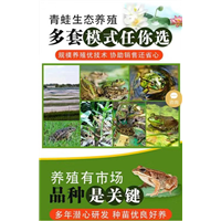 湖北青蛙养殖_增加养殖收益 
