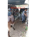 肉驴品种销售齐全 
