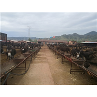 益元肉驴销售 