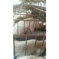 纯绿色恒康养殖猪 