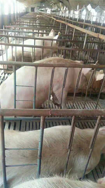 纯绿色恒康养殖猪 