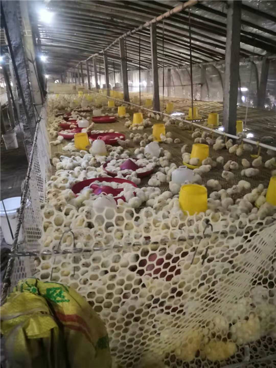 鸡苗出售 