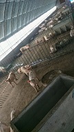 饶阳县现代化养殖猪场 