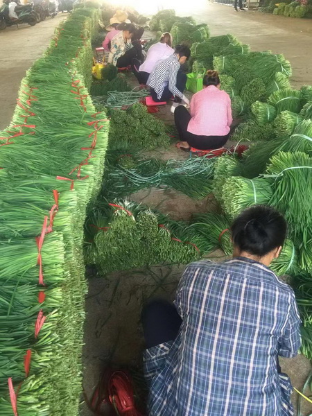 广东韭菜批发