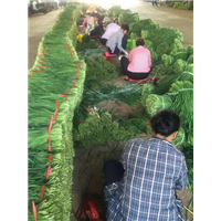 广东韭菜批发