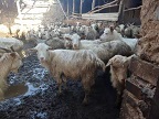 欢迎广大肉牛羊养殖用户 