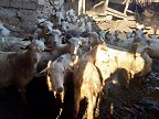 常年出售肉羊，品种齐全 