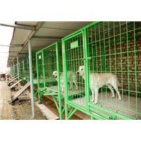 鑫龙良犬养殖场出售各种良犬 