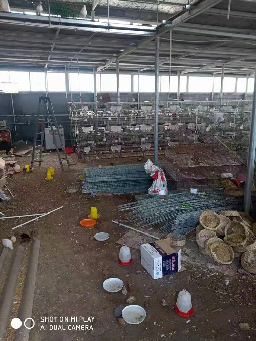 巨鹿县出售鸡蛋 